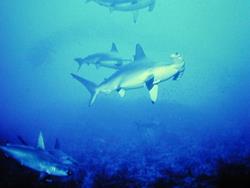 Layang Layang Dive Centre